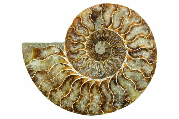 Cut & Polished Ammonite Fossil (Half) - Madagascar #347540